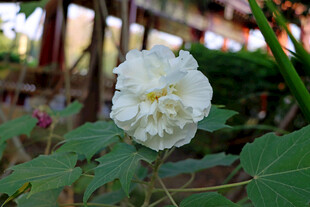 白色木芙蓉花