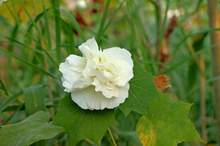 白色木芙蓉花