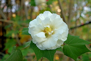 白色木芙蓉花