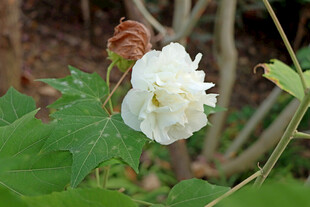 白色木芙蓉花