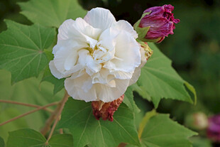 白色木芙蓉花