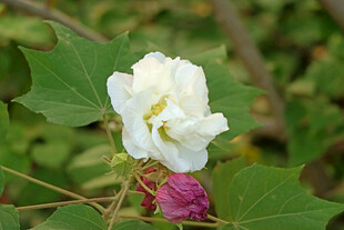 白色木芙蓉花