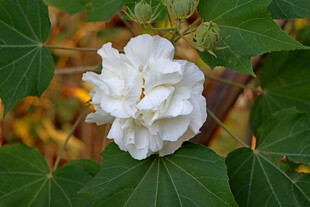 白色木芙蓉花