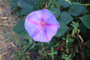 牵牛花