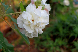 白色木芙蓉花