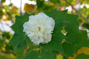 白色木芙蓉花