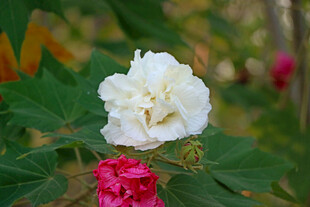 白色木芙蓉花