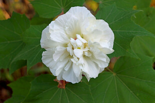 白色木芙蓉花