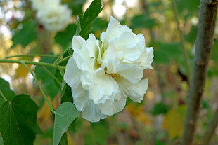 白色木芙蓉花