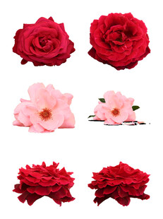 鲜花
