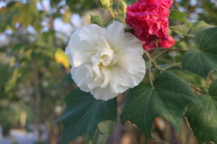 白色木芙蓉花