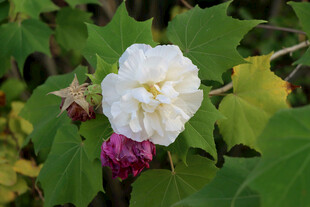 白色木芙蓉花