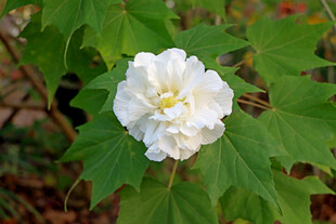 白色木芙蓉花