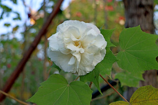 白色木芙蓉花