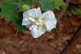 白色木芙蓉花