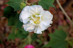 白色木芙蓉花