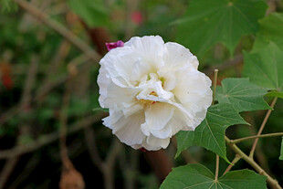 白色木芙蓉花