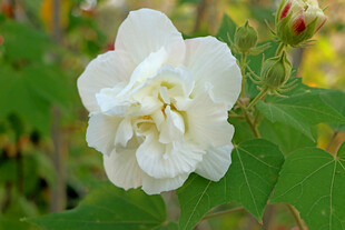 白色木芙蓉花