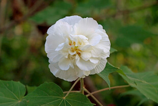 白色木芙蓉花