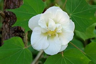 白色木芙蓉花