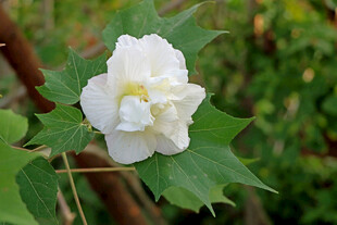 白色木芙蓉花