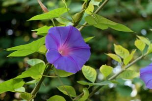 牵牛花