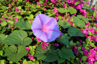 牵牛花