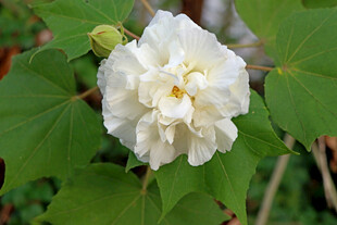 白色木芙蓉花