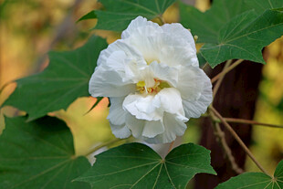 白色木芙蓉花