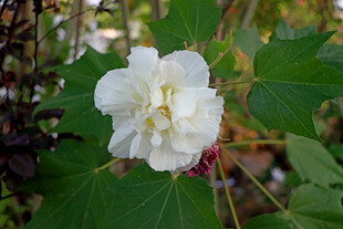 白色木芙蓉花