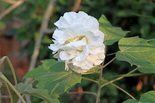 白色木芙蓉花