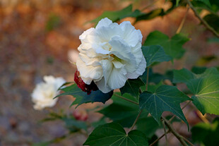 白色木芙蓉花