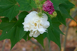 白色木芙蓉花