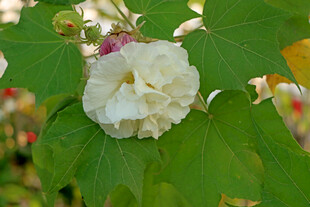 白色木芙蓉花