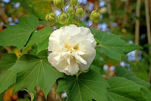 白色木芙蓉花