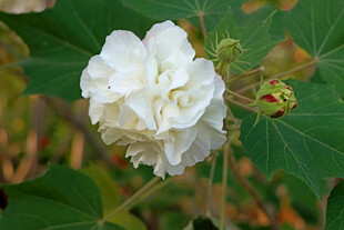 白色木芙蓉花