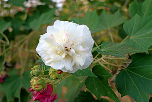 白色木芙蓉花