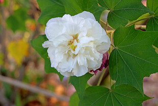 白色木芙蓉花