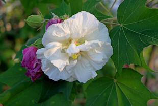 白色木芙蓉花