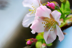 白桃花