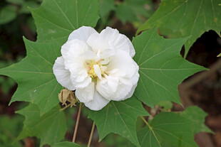 白色木芙蓉花
