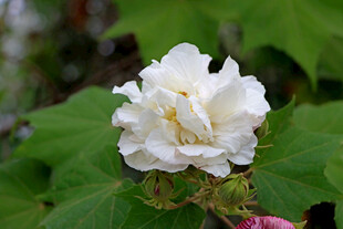 白色木芙蓉花