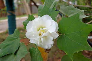 白色木芙蓉花