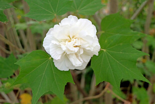 白色木芙蓉花