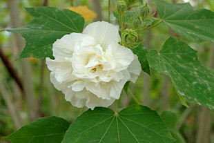 白色木芙蓉花