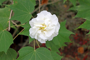 白色木芙蓉花