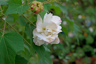 白色木芙蓉花