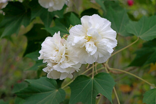 白色木芙蓉花