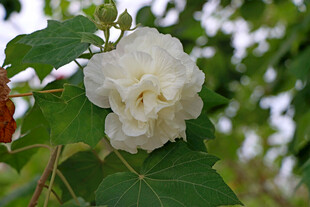 白色木芙蓉花