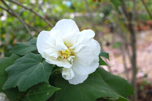 白色木芙蓉花